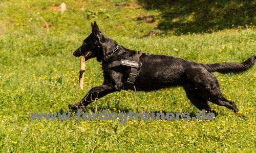 Bestseller Hundegeschirr für Deutschen Schäferhund