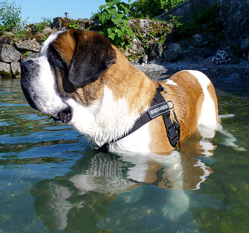 St.Bernard Nylon All Weather Harness