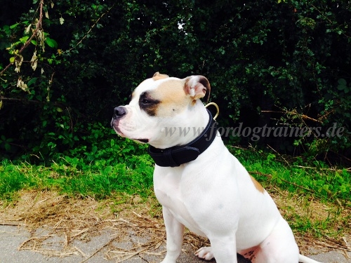 Amerikanische Bulldogge Halsband aus Leder Hochwertigkeit