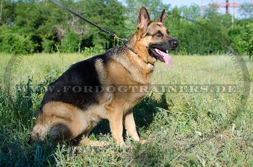 Geflochtenes Halsband aus Leder fuer Schaeferhunde