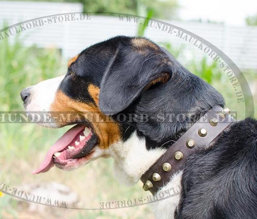 Halsband für Sennenhunde mit Nieten wie altes Gold