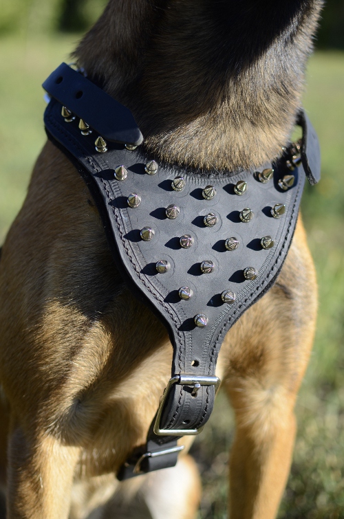Spiked leather harness for Malinois
