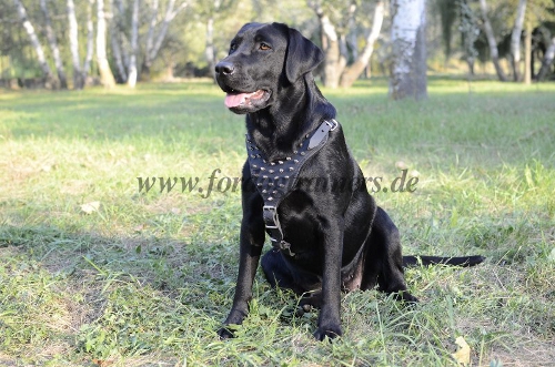 Spiked leather dog harnesses for Labrador Retriever Great Design - Click Image to Close