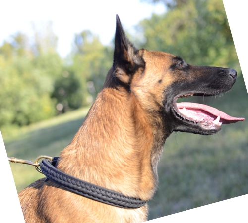 Hundehalsband Leder mit Flechten Belgischer Malinois