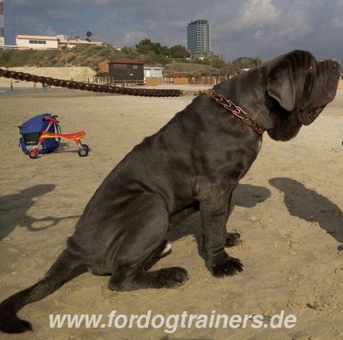 Exklusive starke geflochtene Lederleine für Mastino