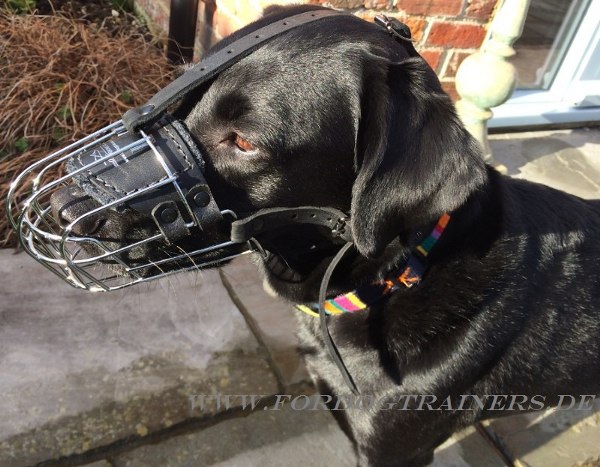 Wire Basket Dog Muzzle for Labrador