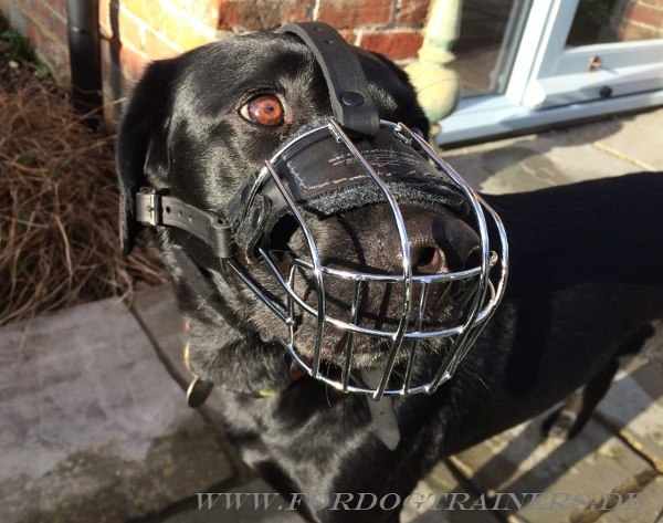 Wire Basket Dog Muzzle for Labrador