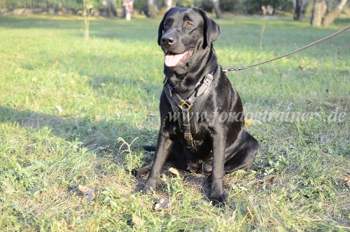 Labrador Hundegeschirr aus Leder Superqualität - zum Schließen ins Bild klicken