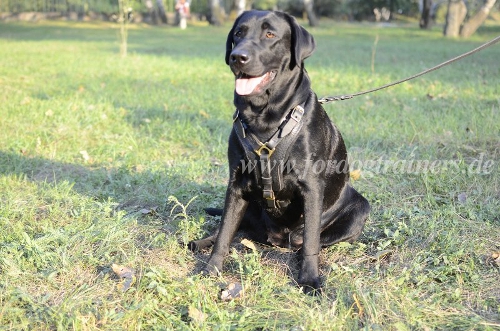 Labrador Hundegeschirr aus Leder Superqualität