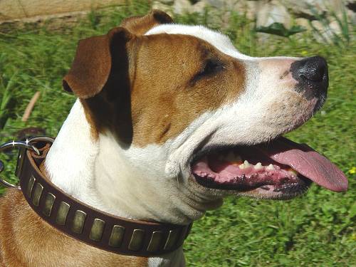Amstaff Hundehalsband Leder mit Messingschildern - zum Schließen ins Bild klicken