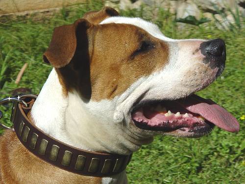 Amstaff Hundehalsband Leder mit Messingschildern