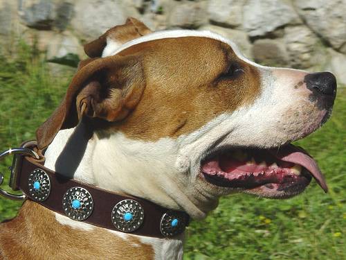 Amstaff Hundehalsband Leder mit blauen Steinen - zum Schließen ins Bild klicken