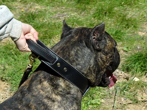 Bestseller Cane Corso Halsband Leder mit Griff, Erstklassig - zum Schließen ins Bild klicken