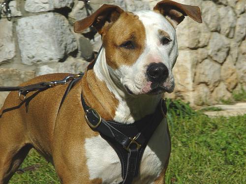 Amstaff Brustgeschirr aus stabilem Leder - zum Schließen ins Bild klicken