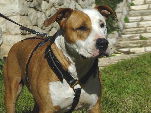 Luxuriöses Hundgeschirr Leder für Amstaff - zum Schließen ins Bild klicken