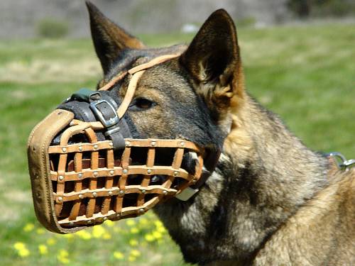 Maulkorb Leder mit Stahlschiene, Deutscher Schäferhund - zum Schließen ins Bild klicken
