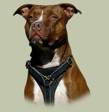 Hundegeschirr aus Leder für Amerikanischer Pitbull - zum Schließen ins Bild klicken