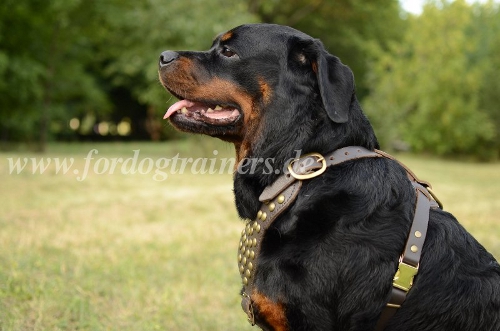 Hundegeschirr Leder mit Nieten besetztes für Rottweiler❺❺