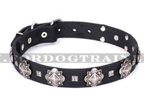 Leder Hundehalsband breit mit massiven und kleinen Nieten