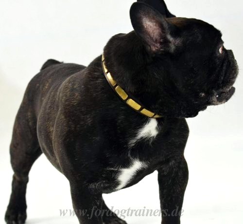 Halsband aus Leder für Französische Bulldogge | Tolles Design - zum Schließen ins Bild klicken