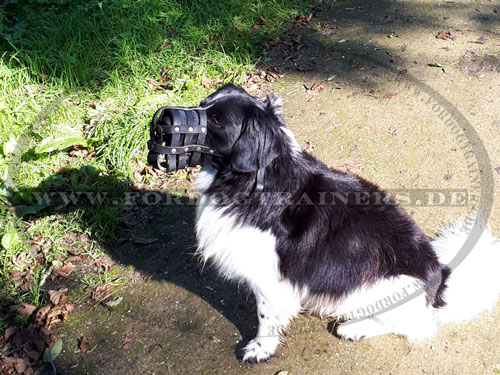 Maulkorb Leder für Border Collie mit perfekter Luftzirkulation