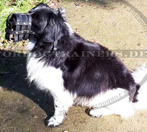 Maulkorb Leder für Border Collie mit perfekter Luftzirkulation - zum Schließen ins Bild klicken