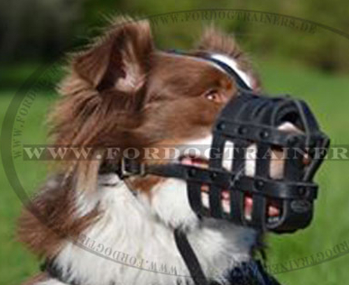 Leder Maulkorb für Australian Schäferhund in bequemem Design - zum Schließen ins Bild klicken