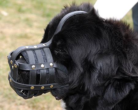 Neufundland Hundemaulkorb aus Leder mit Luftzirkulation - zum Schließen ins Bild klicken