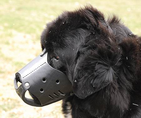 Newfoundland leather dog muzzle