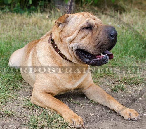 Hundehalsband mit Nieten für Shar Pei - zum Schließen ins Bild klicken