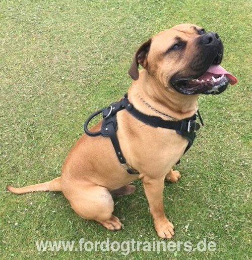 Presa Canario Geschirr für Hunde-Ausbildung