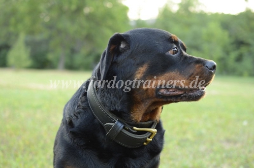 Bestseller! Leather dog collar with handle for Rottweiler