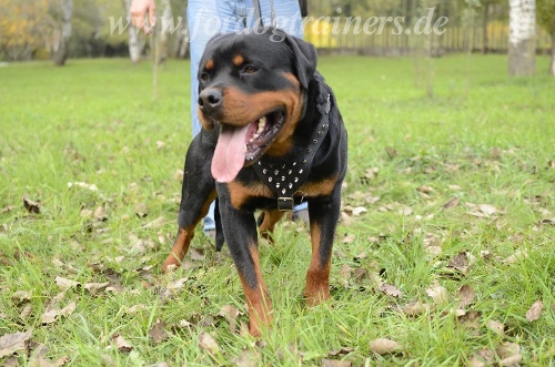 Rottweiler Lauf-Hundegeschirr mit Spikes