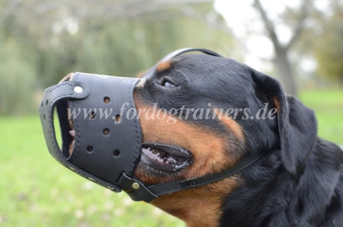 Rottweiler Ledergepolsterter Alltags-Hundemaulkorb