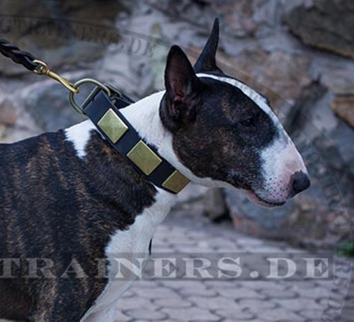 Bullterrier Halsband aus Leder mit vintage Schildern