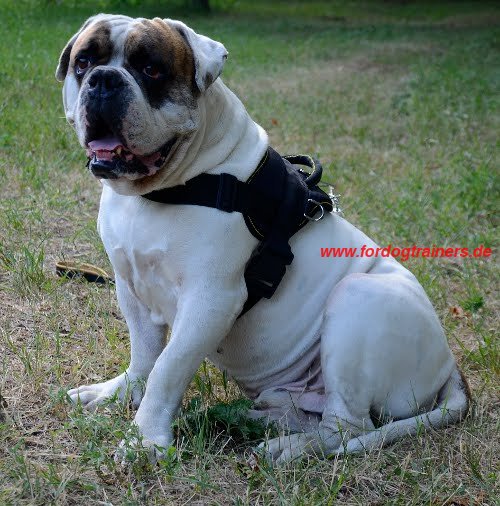 Bestseller Hundegeschirr aus Nylon für Amerikanische Bulldogge, Allwetter - zum Schließen ins Bild klicken