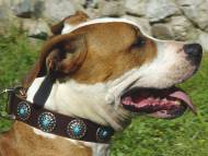 Leather Dog Collar with Blue
Stones for Amstaff