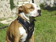 Exclusive Luxury Handcrafted Padded Leather Harness for Amstaff