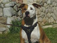 Amstaff Brustgeschirr aus stabilem Leder