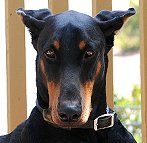 Hundehalsband aus Leder mit Stahl vernickelt ID-Tag Dobermann