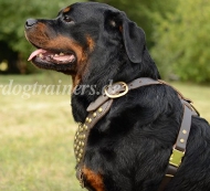 Hundegeschirr Leder mit Nieten besetztes für Rottweiler❺❺