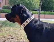 Leder Hundehalsband weiß für Rottweiler, prächtiges Design Leder Hundehalsband weiß für Rottweiler, prächtiges Design