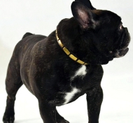 Halsband Leder Französische Bulldogge