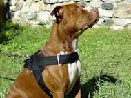 /images/nylon-dog-harness-pitt-bull.jpg