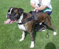 /images/nylon-tracking-dog-harness-Boxer-breed.jpg