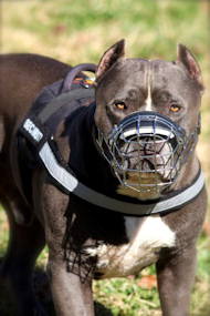 Nylon reflective multi-purpose dog harness for Pitbull