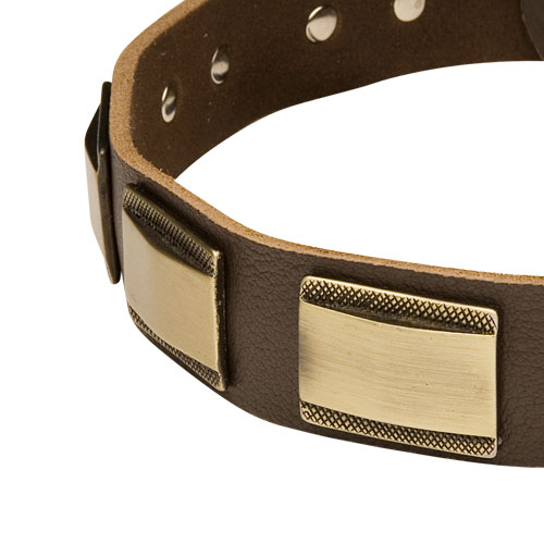 Designer Dog Collar with Brass Plates 