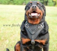 hetzgeschirr leder
rottweiler kaufen