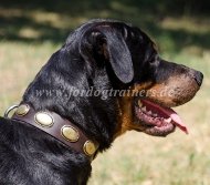 rottweiler halsband aus Leder mit
platten