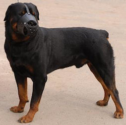 Rottweiler hundemaulkorb